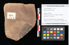 Foto (Objekt + Etikett) von Myrica lignitum Unger (NHMW-GEO-2024-0188-0668)